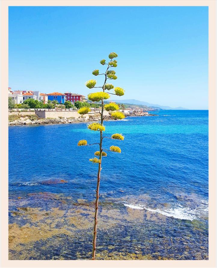 Villa La Rucchetta Alghero Dış mekan fotoğraf